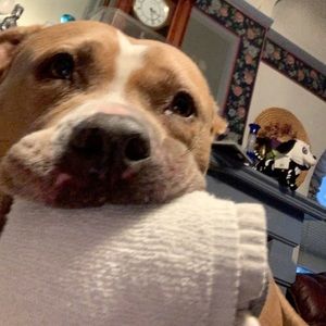 Meet your Posher, Oso